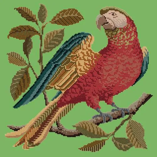 Alister the Parrot