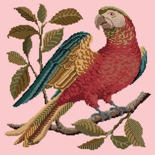 Alister the Parrot