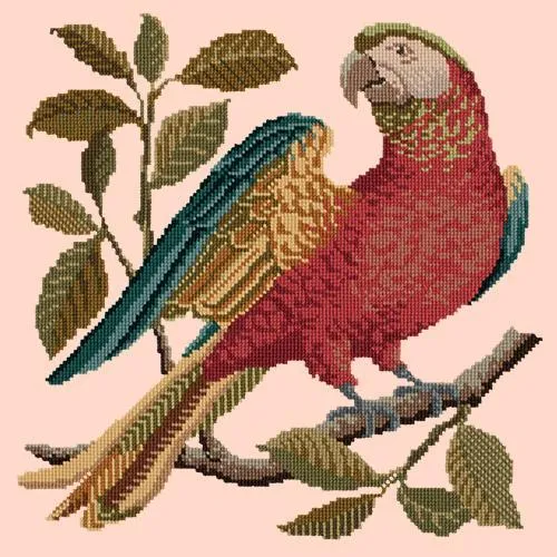 Alister the Parrot
