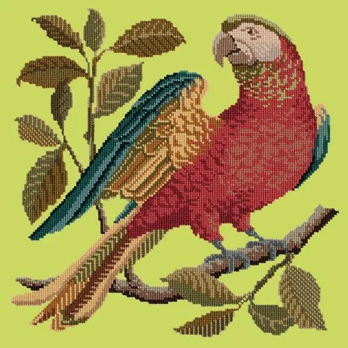 Alister the Parrot