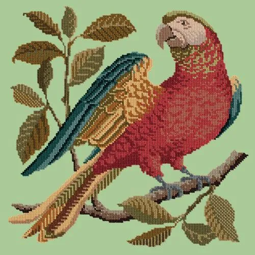Alister the Parrot