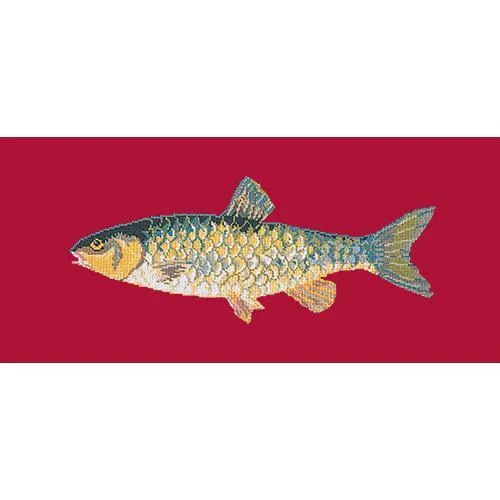 Freshwater Chub