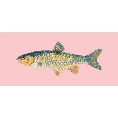 Freshwater Chub