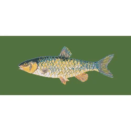 Freshwater Chub