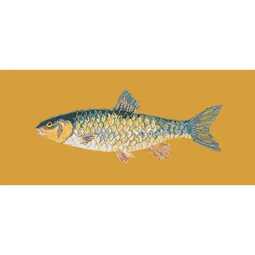 Freshwater Chub