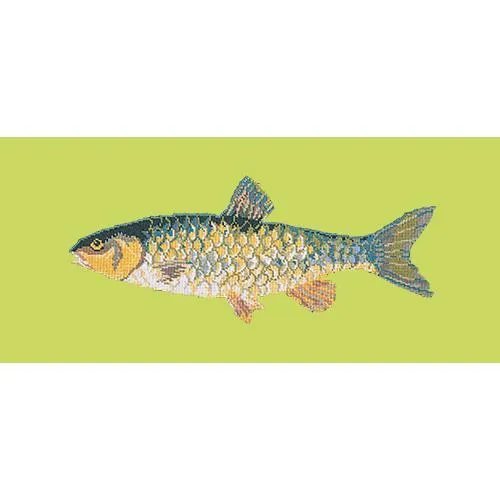 Freshwater Chub