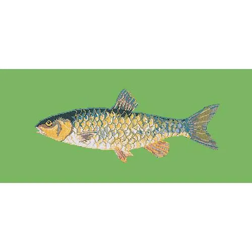 Freshwater Chub