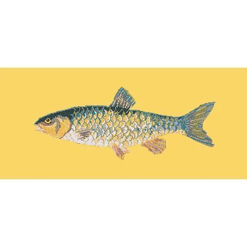 Freshwater Chub