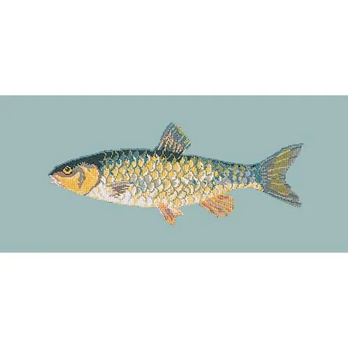 Freshwater Chub