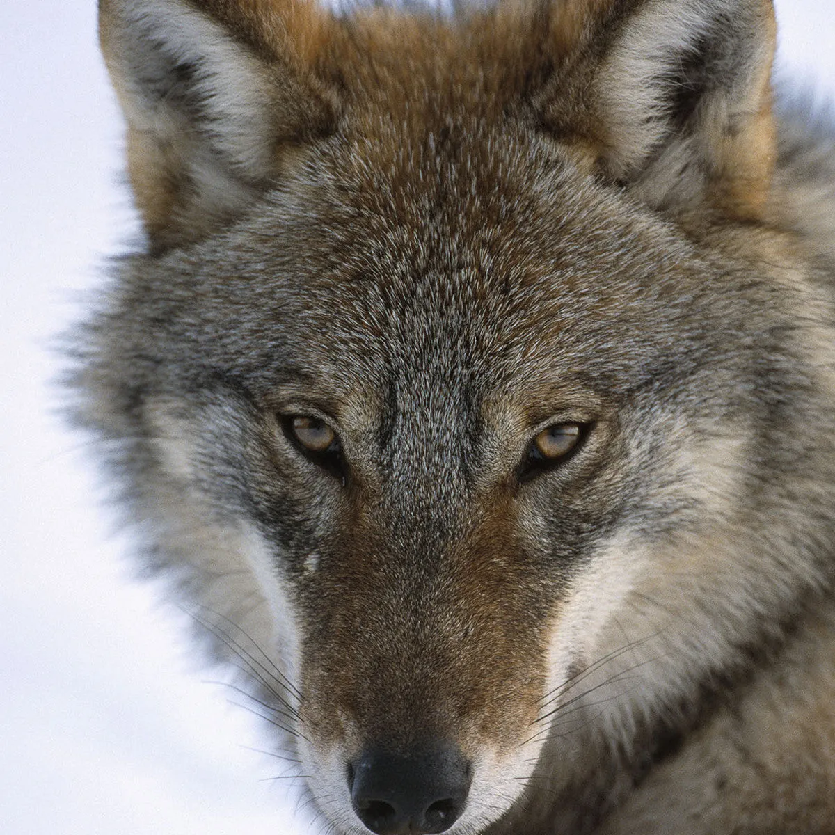 Grey wolf adoption card