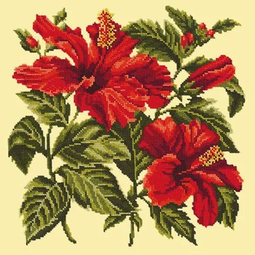 Hibiscus
