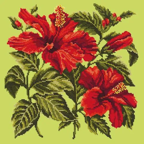 Hibiscus