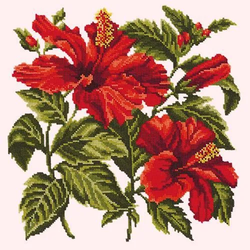 Hibiscus