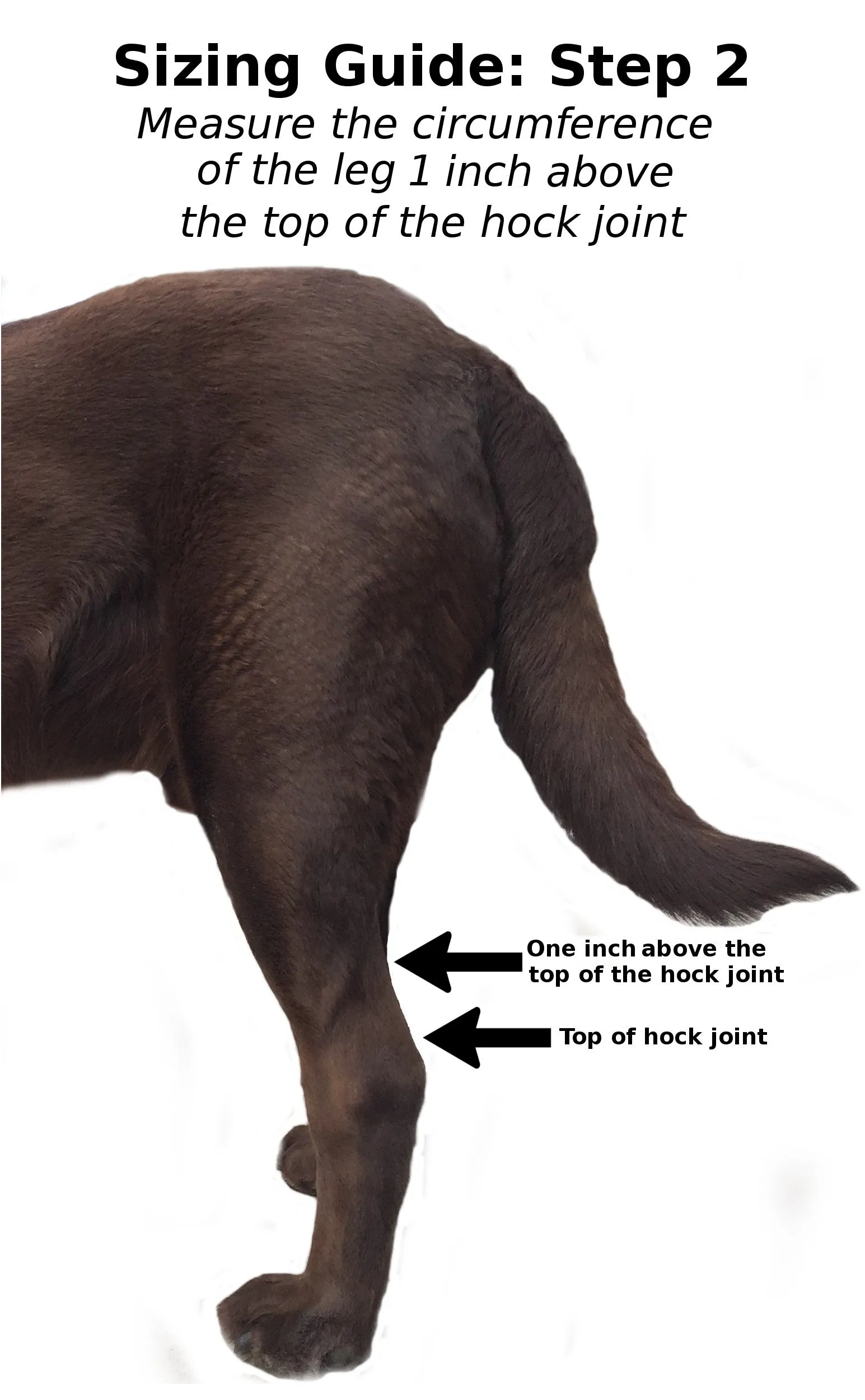 Lightweight Canine Hock Brace