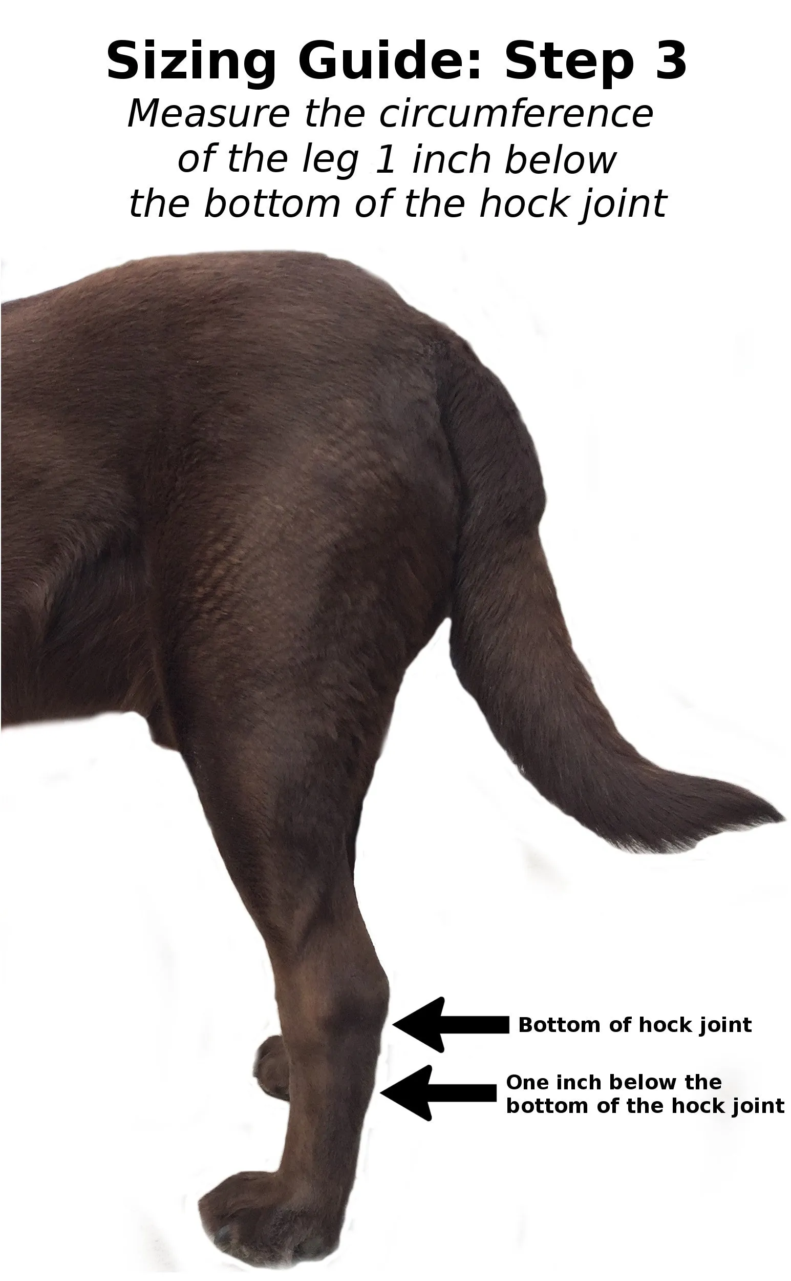 Lightweight Canine Hock Brace