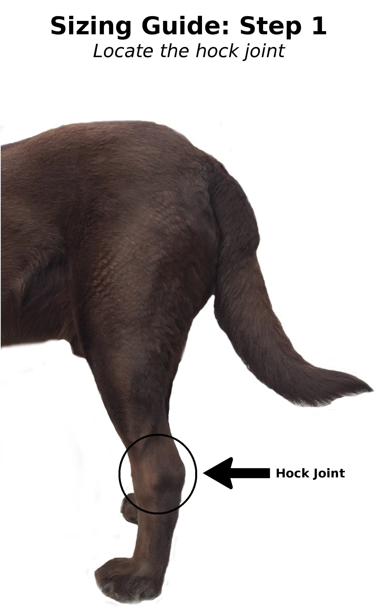 Lightweight Canine Hock Brace