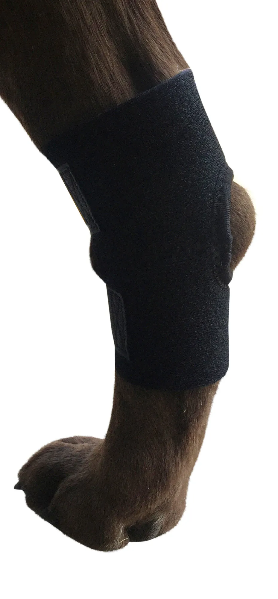 Lightweight Canine Hock Brace