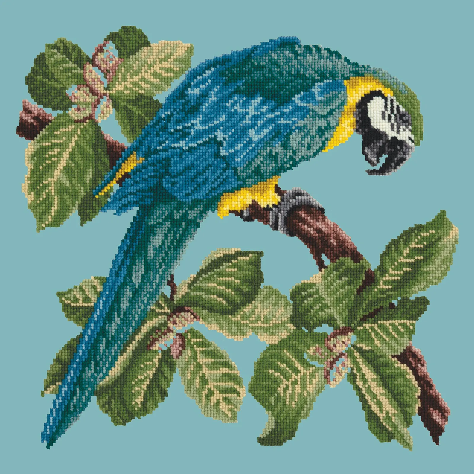 Macaw