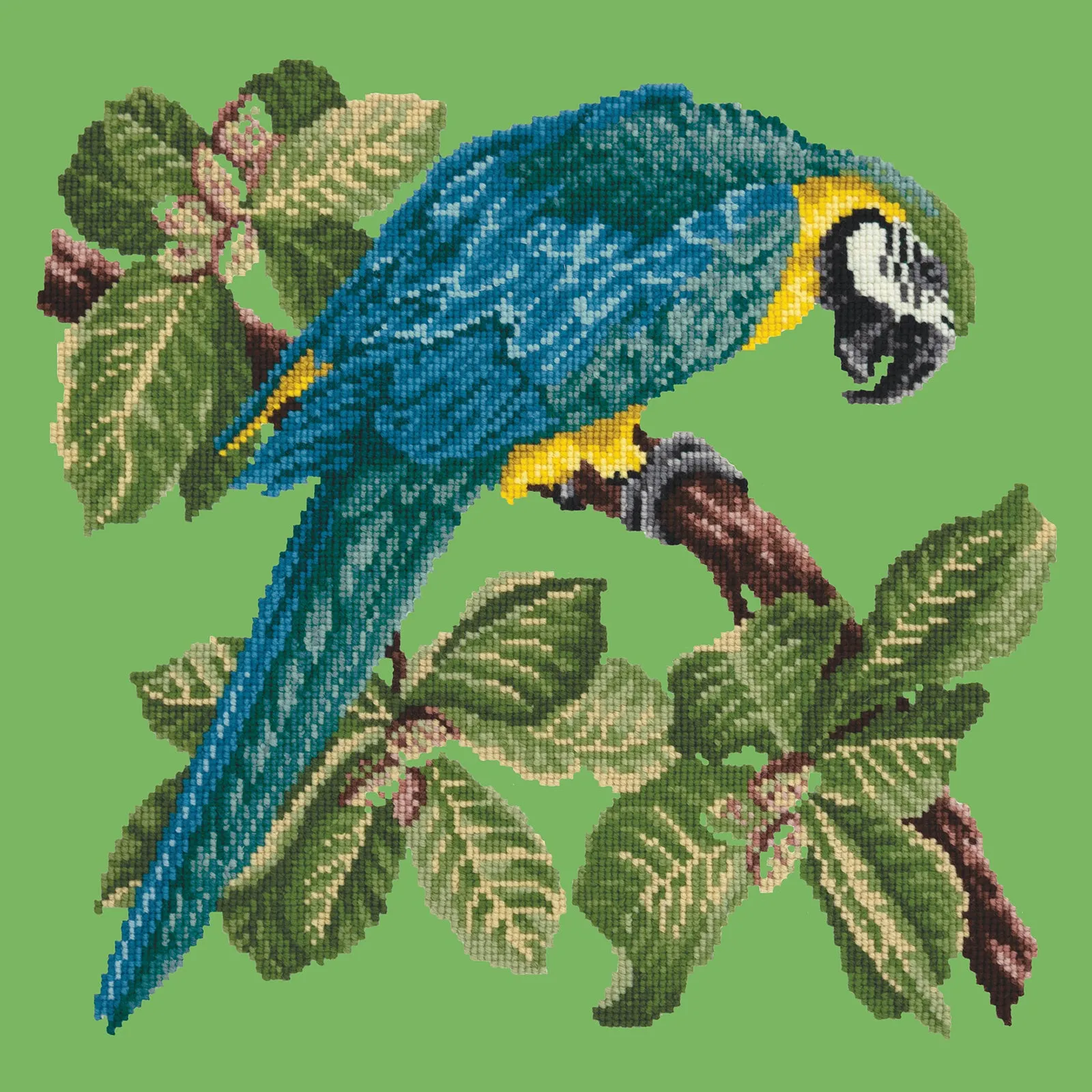 Macaw