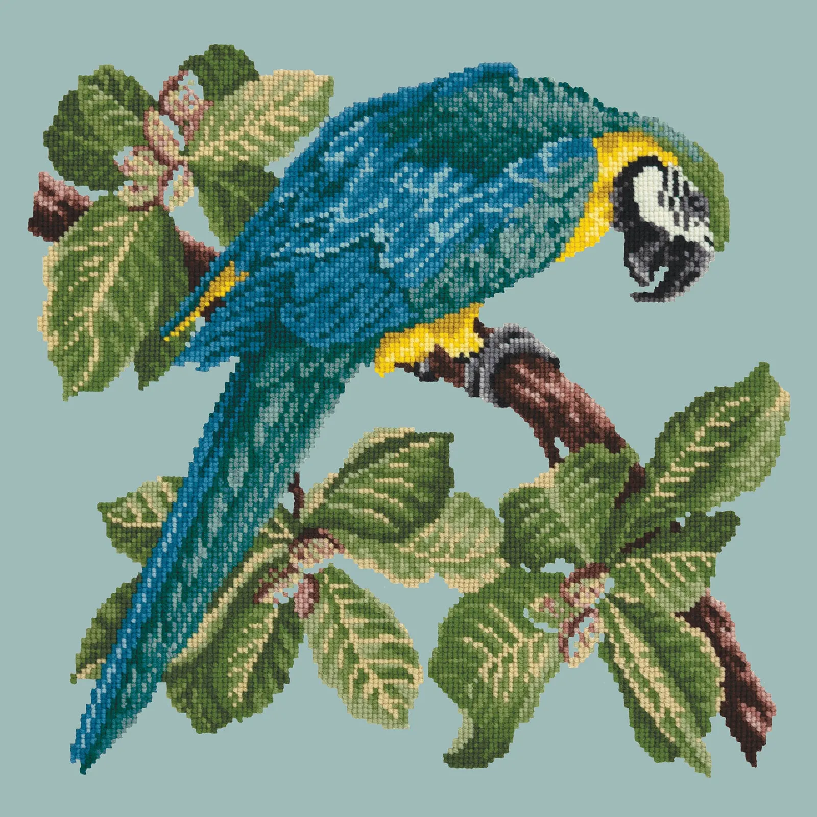 Macaw