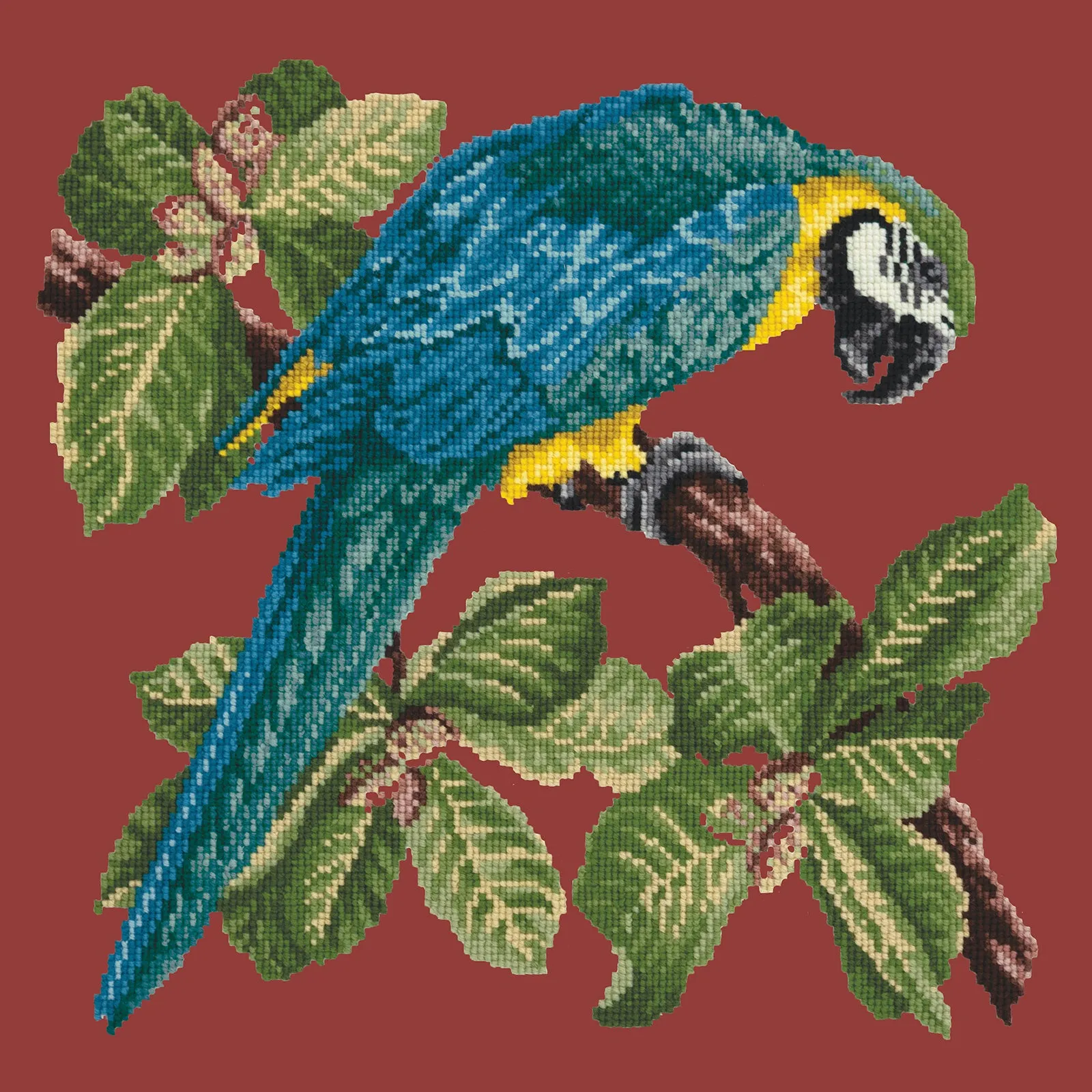 Macaw
