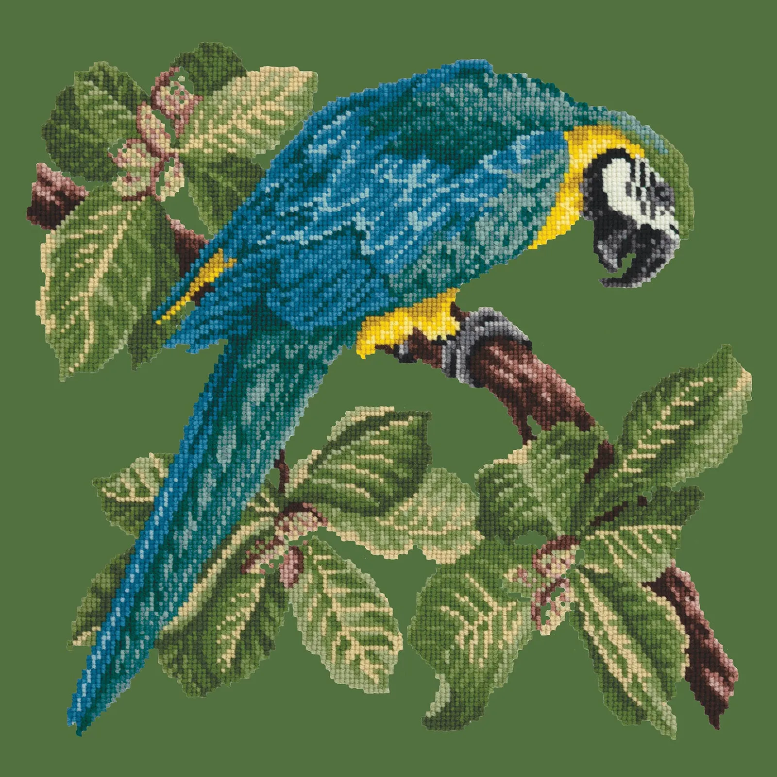 Macaw