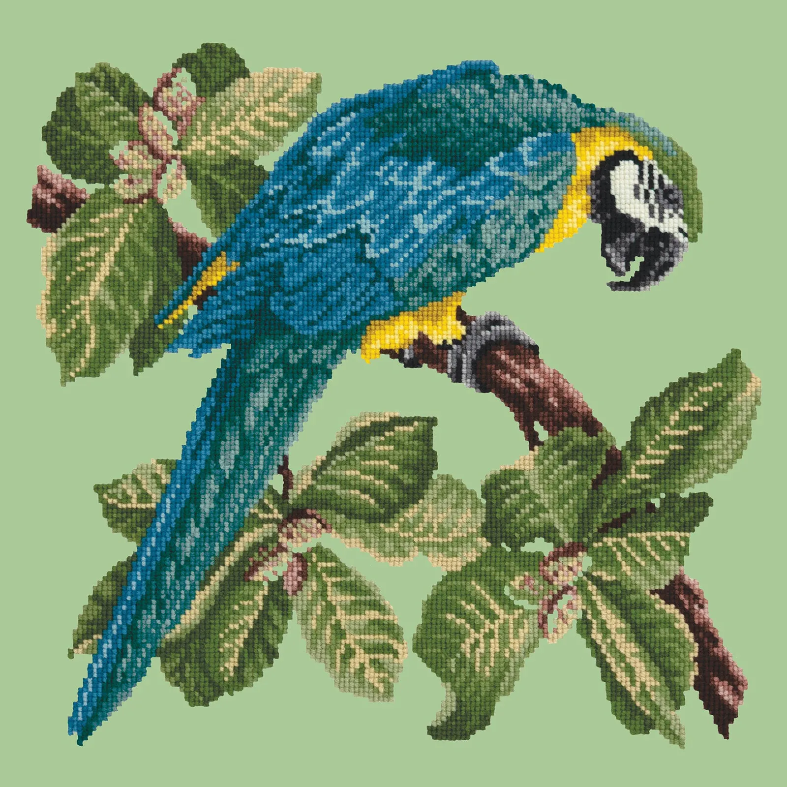 Macaw