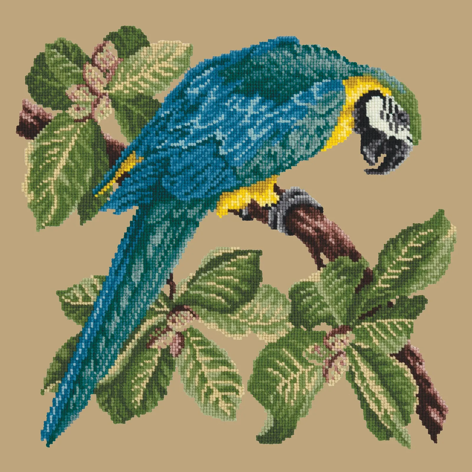Macaw