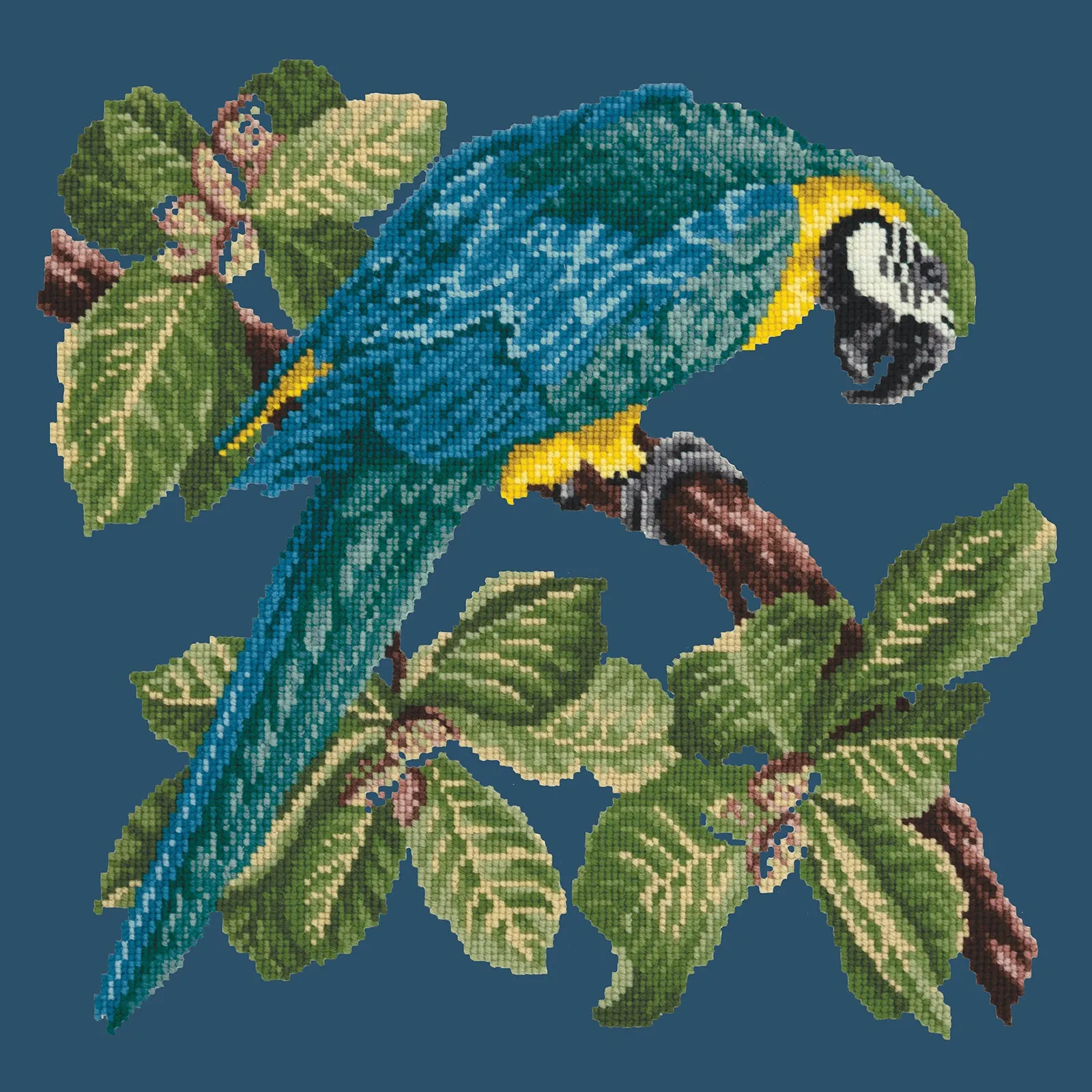 Macaw