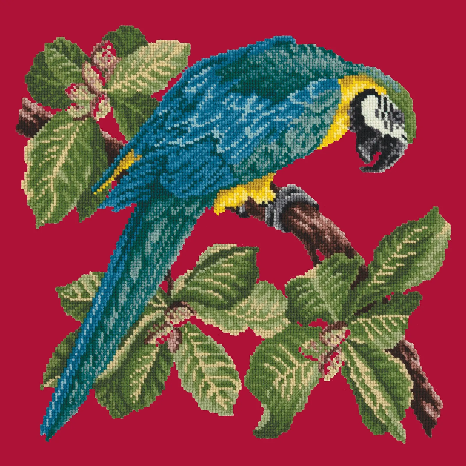 Macaw
