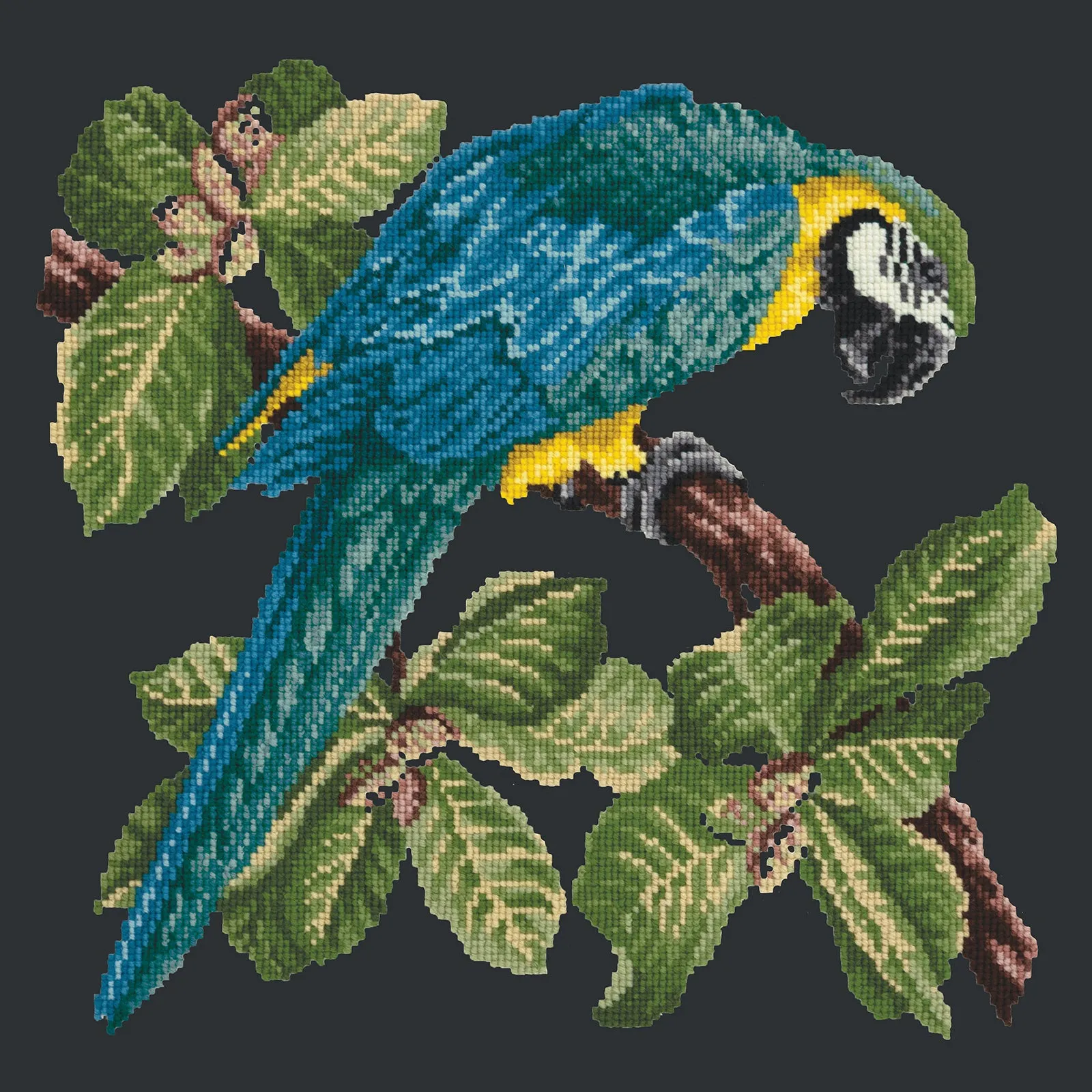 Macaw