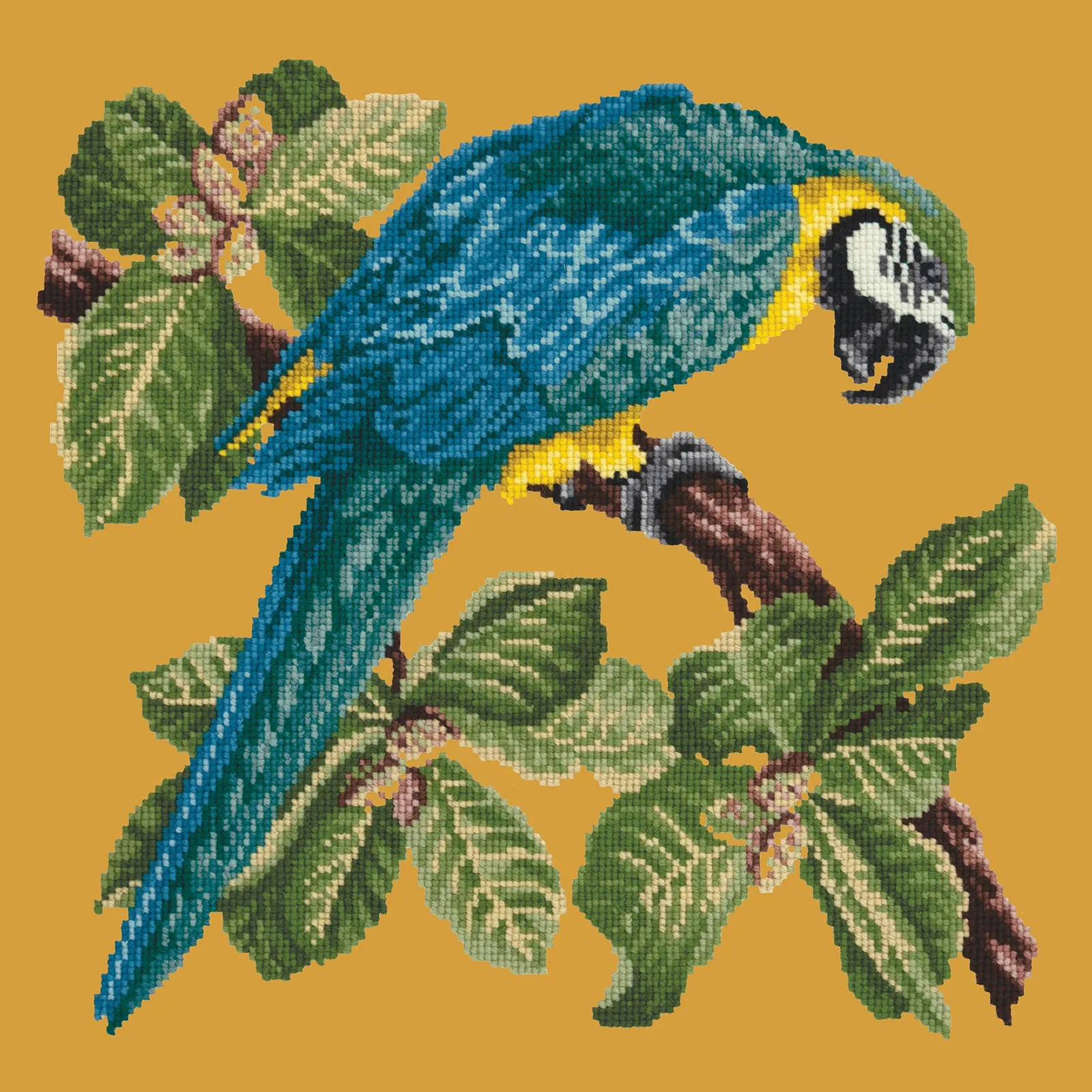 Macaw
