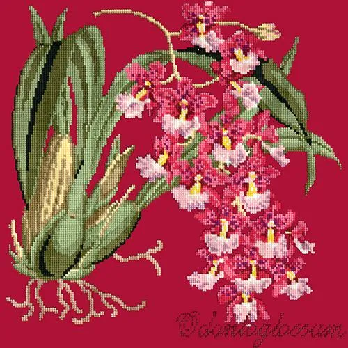 Odontoglossum (Tiger Orchid)