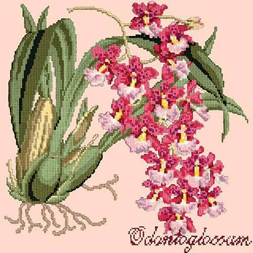Odontoglossum (Tiger Orchid)