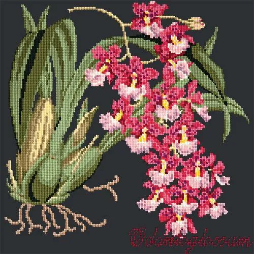 Odontoglossum (Tiger Orchid)