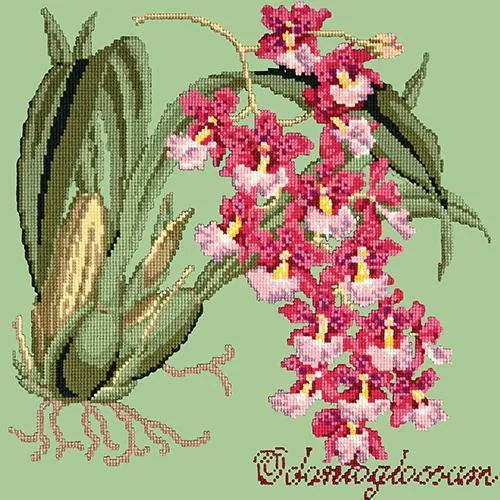 Odontoglossum (Tiger Orchid)