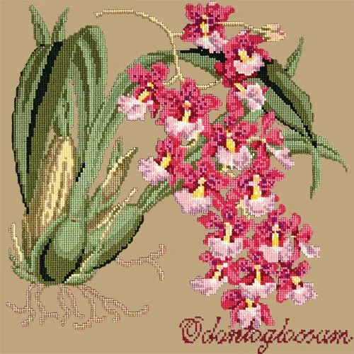 Odontoglossum (Tiger Orchid)