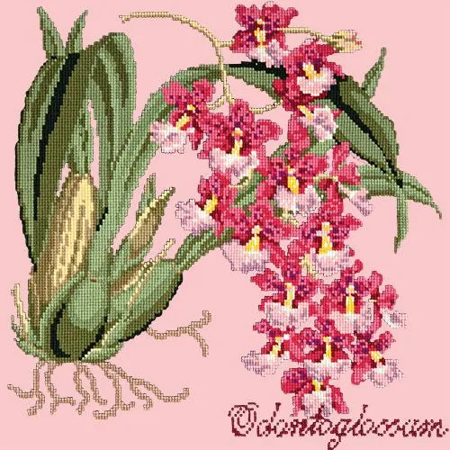 Odontoglossum (Tiger Orchid)