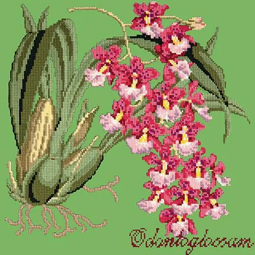Odontoglossum (Tiger Orchid)