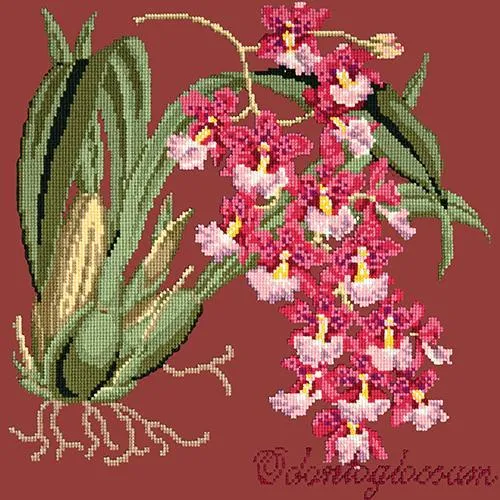 Odontoglossum (Tiger Orchid)