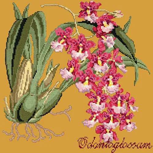 Odontoglossum (Tiger Orchid)