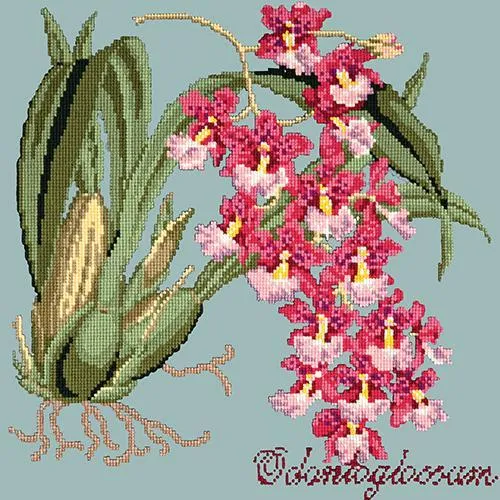 Odontoglossum (Tiger Orchid)