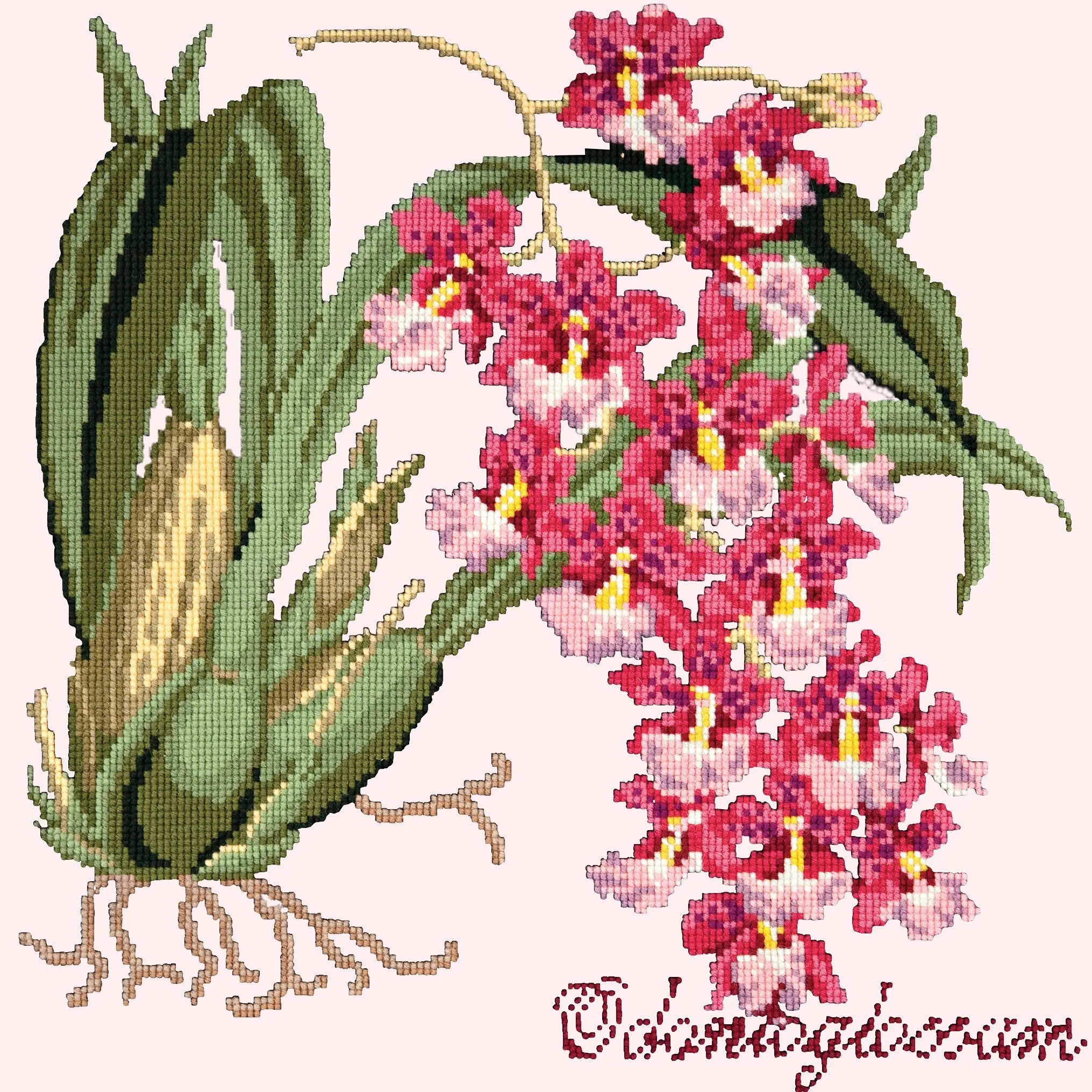 Odontoglossum (Tiger Orchid)
