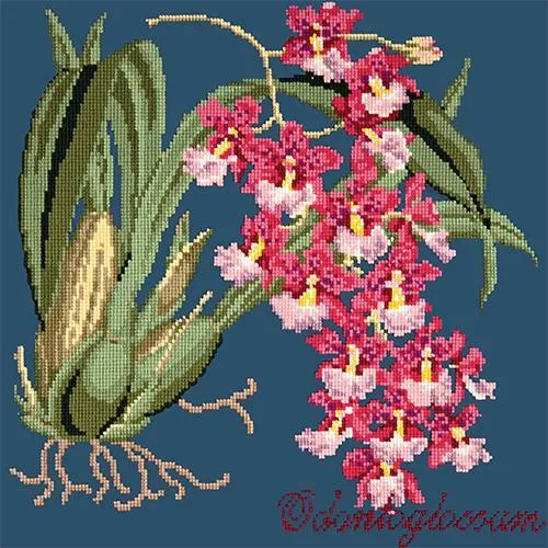 Odontoglossum (Tiger Orchid)