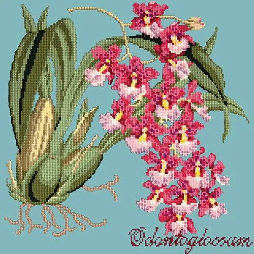 Odontoglossum (Tiger Orchid)