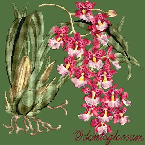 Odontoglossum (Tiger Orchid)