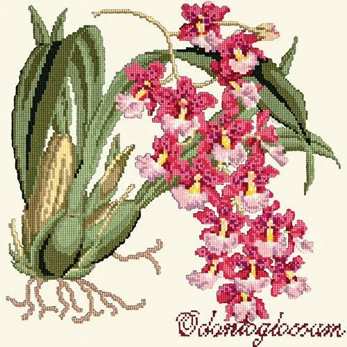 Odontoglossum (Tiger Orchid)
