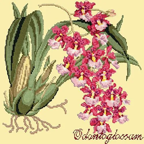 Odontoglossum (Tiger Orchid)