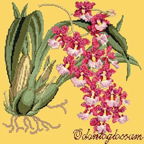 Odontoglossum (Tiger Orchid)