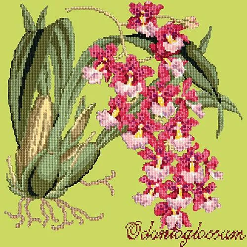 Odontoglossum (Tiger Orchid)